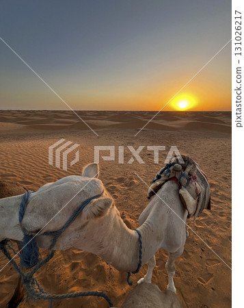 Dromedaries resting on the sandy dunes of Douz in the Tunisian desert during sunset 131026217