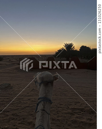 Dromedaries resting on the sandy dunes of Douz in the Tunisian desert during sunset 131026250