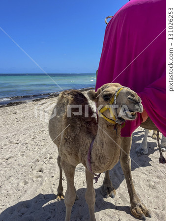 Dromedaries on the beach in Djerba, Tunisia, offering a unique tourist experience under a clear blue 131026253