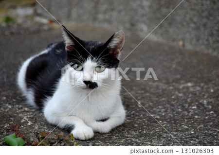 A cat staring at you A cat staring at you 131026303