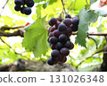 Grape picking_Pione 131026348