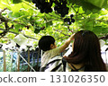 Parents and children picking grapes 131026350