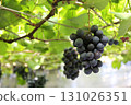 Grape picking_Pione 131026351