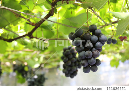 Grape picking_Pione Grape picking_Pione 131026351