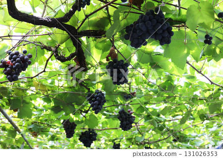 Grape picking_Pione Grape picking_Pione 131026353