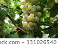 Grape Picking_Neo Muscat 131026540
