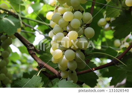 葡萄採摘_新麝香葡萄酒 131026540