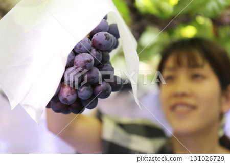 一位女士正在享受採摘葡萄的樂趣（Pione） 131026729