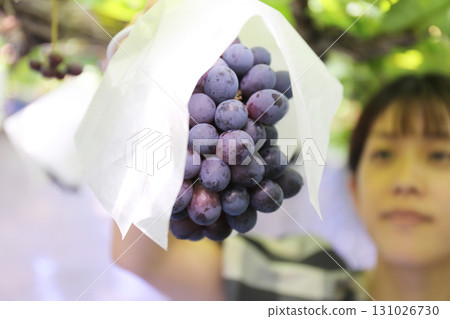 一位女士正在享受採摘葡萄的樂趣（Pione） 131026730