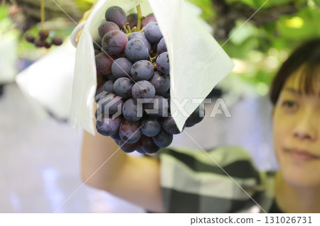 一位女士正在享受採摘葡萄的樂趣(Pione) 一位女士正在享受採摘葡萄的樂趣(Pione) 131026731