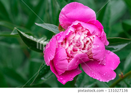 Peony flower with rain drop 131027136