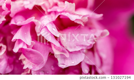 Peony flower petals close up Peony flower petals close up 131027194