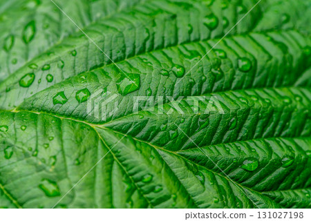 A leaf with water droplets on it A leaf with water droplets on it 131027198