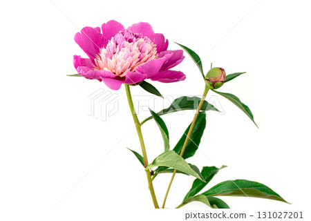 Pink peony flower on white background Pink peony flower on white background 131027201