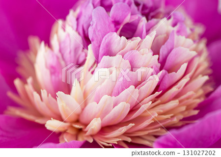 A close up of a pink flower with a yellow center A close up of a pink flower with a yellow center 131027202