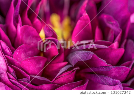 A close up of a flower with a yellow center 131027242