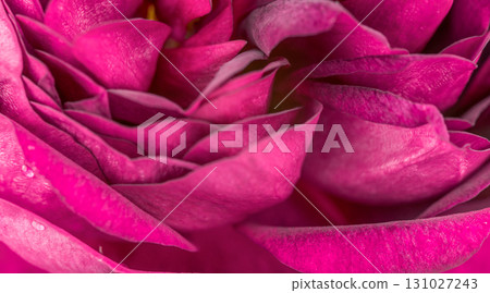 A close up of a pink flower with a blurry background A close up of a pink flower with a blurry background 131027243