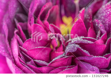 A close up of a flower with dew on it 131027246