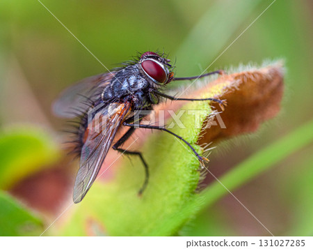 A fly is on a leaf A fly is on a leaf 131027285