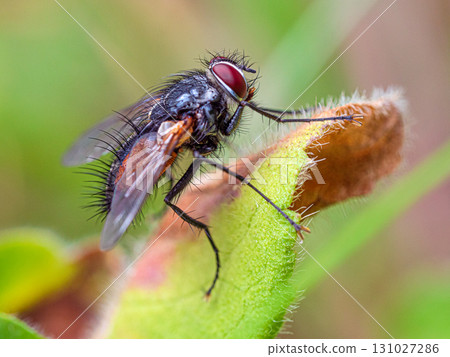 A fly is on a leaf A fly is on a leaf 131027286