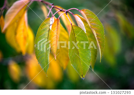 A leafy tree branch with green leaves and yellow leaves A leafy tree branch with green leaves and yellow leaves 131027293