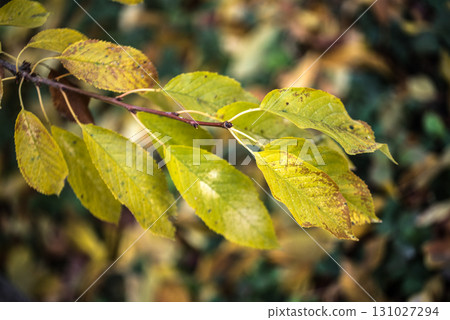 A leafy branch with a few leaves on it A leafy branch with a few leaves on it 131027294
