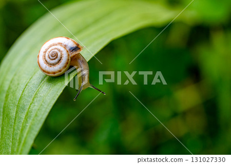 Garden Snail on Green Leaf 131027330