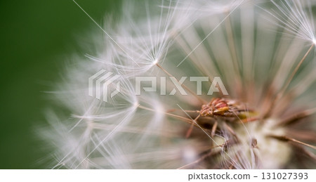 Dandelion Seed Close up 131027393