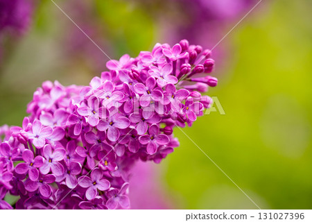 Pink Lilac Flowers Close up Pink Lilac Flowers Close up 131027396