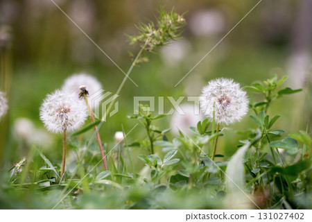 Dandelion Seed Close up 131027402