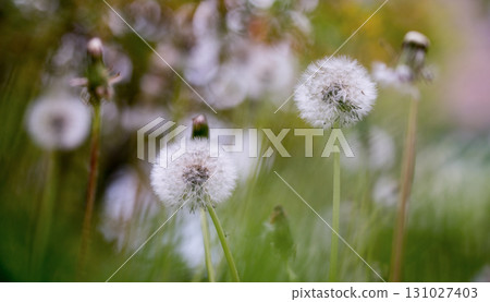 Dandelion Seed Close up Dandelion Seed Close up 131027403