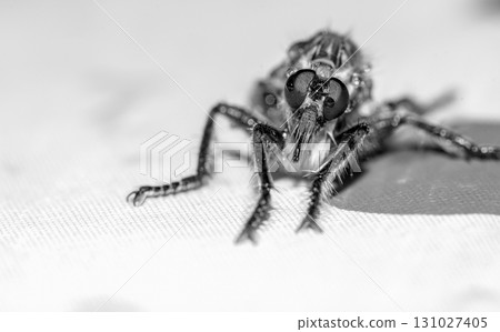 Fly insect close up Fly insect close up 131027405