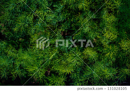fresh green dill background. Macro fresh green dill . top view 131028105