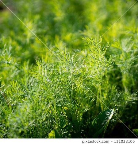 fresh green dill background. Macro fresh green dill . top view fresh green dill background. Macro fresh green dill . top view 131028106
