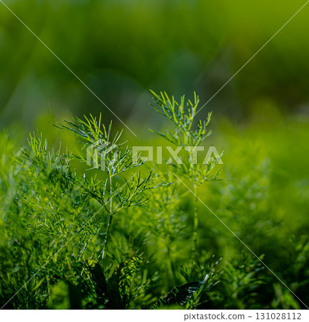 fresh green dill background. Macro fresh green dill . top view 131028112