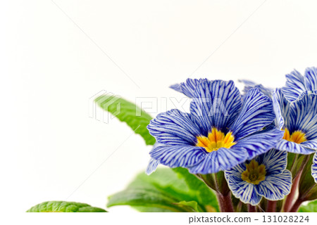 A blue and white flower with yellow centers A blue and white flower with yellow centers 131028224