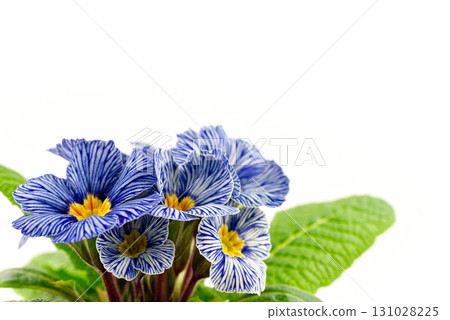 A bouquet of blue and white flowers with yellow centers A bouquet of blue and white flowers with yellow centers 131028225