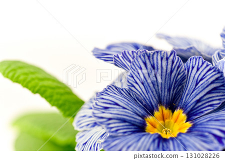A blue and white flower with a yellow center 131028226