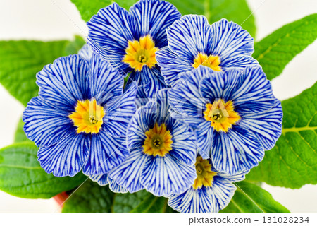 A bouquet of blue and white flowers with yellow centers A bouquet of blue and white flowers with yellow centers 131028234