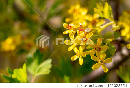 A bunch of yellow flowers with red centers A bunch of yellow flowers with red centers 131028254