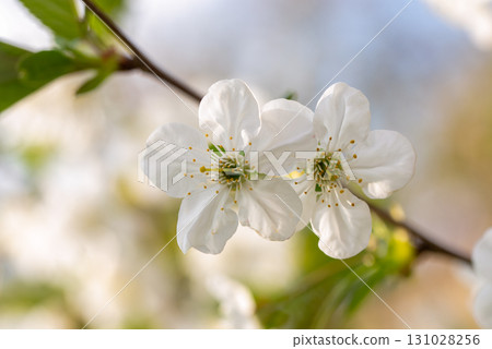 Two white flowers are on a branch 131028256