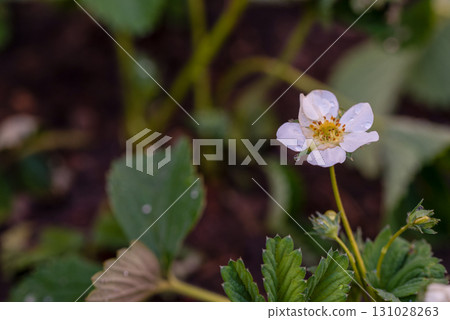 A white flower with a yellow center is in a garden 131028263