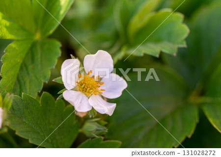 A white flower with yellow centers sits on a green leaf 131028272