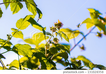 Flower on Red raspberry, Rubus idaeus, with bokeh background macro, shallow 131028358