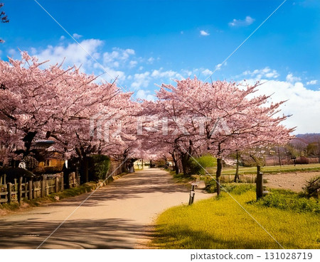 櫻花盛開的鄉間小路 櫻花盛開的鄉間小路 131028719