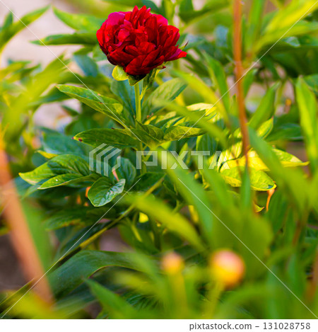 Pink flowers peonies flowering on background pink peonies. Peonies garden. 131028758