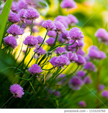 Purple chives plant in summer garden. Perfect healthy herb flowers. Chive blossom in back light. Purple chives plant in summer garden. Perfect healthy herb flowers. Chive blossom in back light. 131028760