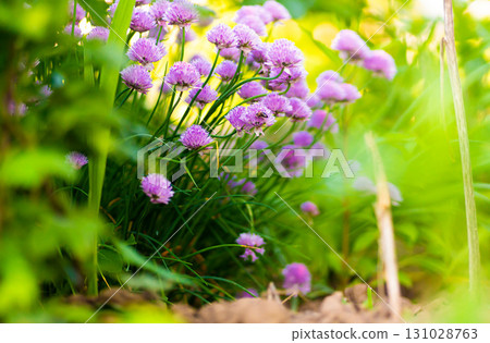 Purple chives plant in summer garden. Perfect healthy herb flowers. Chive blossom in back light. 131028763