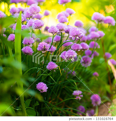 Purple chives plant in summer garden. Perfect healthy herb flowers. Chive blossom in back light. Purple chives plant in summer garden. Perfect healthy herb flowers. Chive blossom in back light. 131028764