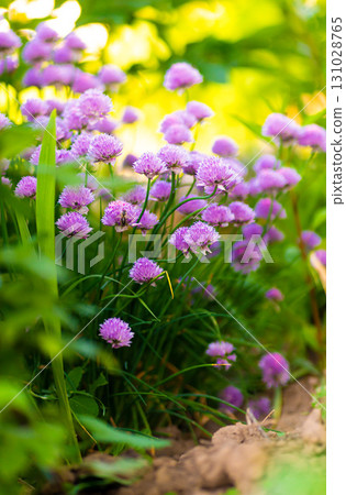 Purple chives plant in summer garden. Perfect healthy herb flowers. Chive blossom in back light. Purple chives plant in summer garden. Perfect healthy herb flowers. Chive blossom in back light. 131028765